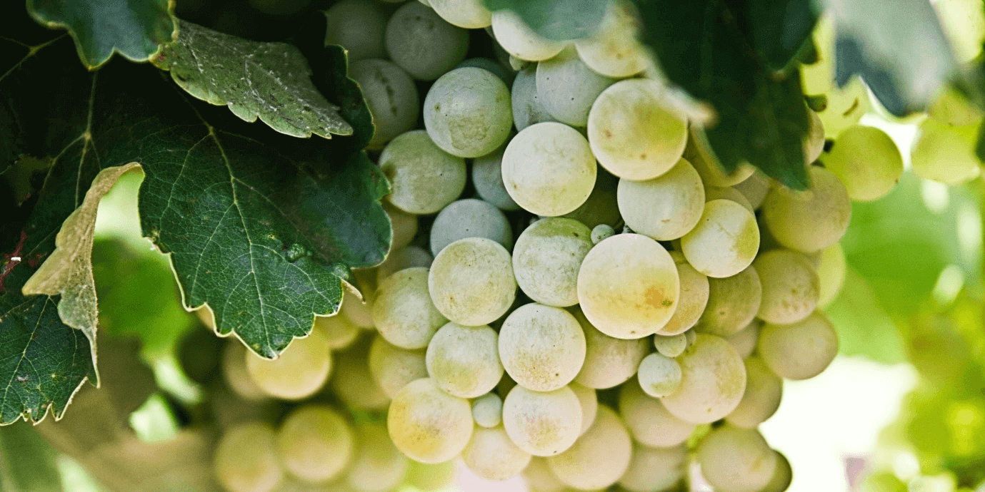 Champagner & Wein Glossar